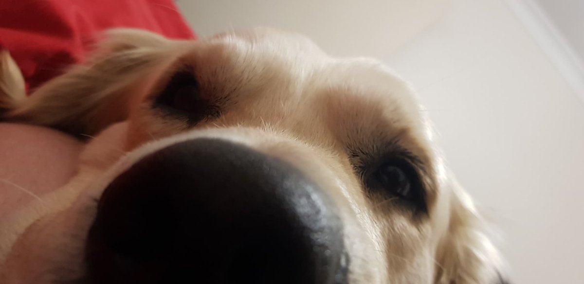 Shinypants1989's tweet photo. @EsfandTV golden retrievers are amazing https://t.co/yGRvl2676g