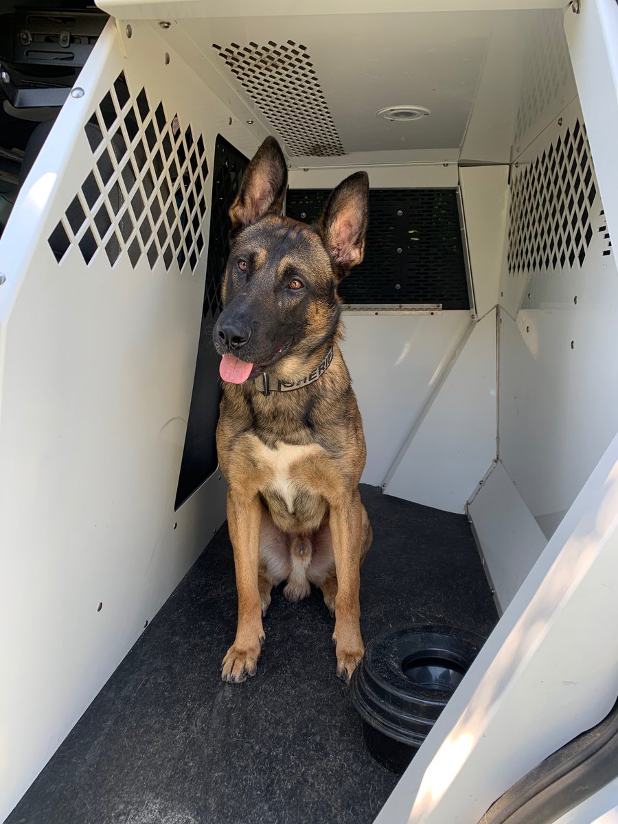 PascoSheriff's tweet photo. Good morning from K9 Hero! https://t.co/mBXBofAhxP