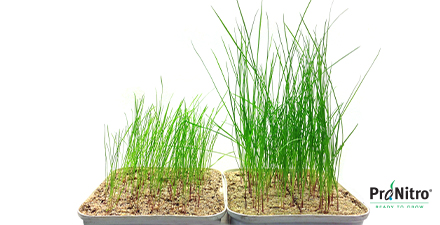 A dense sward supresses weed development efficiently. 34% more plants establish when using ProNitro seed treatment. The low input solution that gets your turf in shape.
bit.ly/3fT2Thm 
#SeedsAndScience #WeLoveGrass #DLFgreengrass #SustainableTurf