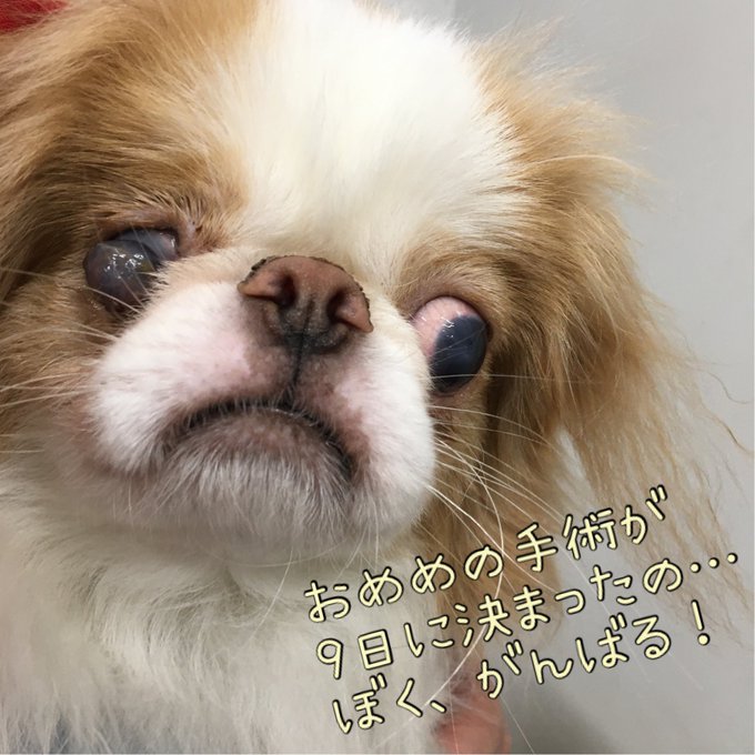 保護犬のtwitterイラスト検索結果 古い順