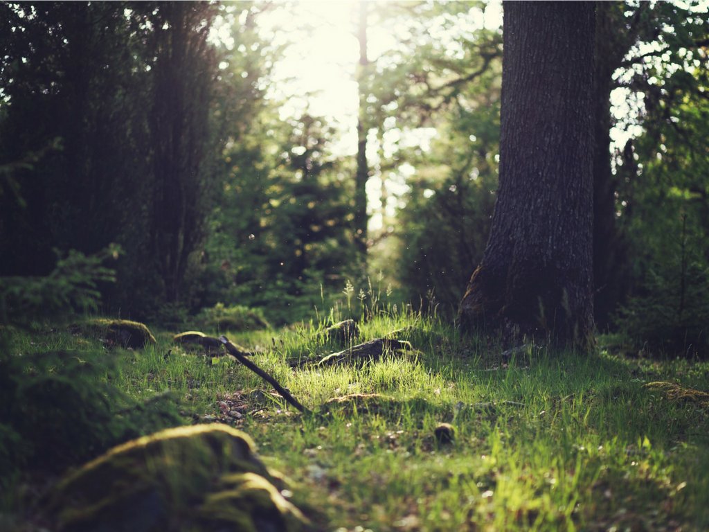 soilmentor's tweet photo. Great article here on #RootsofNature - 'what did trees ever do for us? Four ways trees can improve pasture #productivity and profits' 🌲 🌳 🌴 ➡️ https://t.co/kB0qRq1BKn https://t.co/37Vd7NCoUo