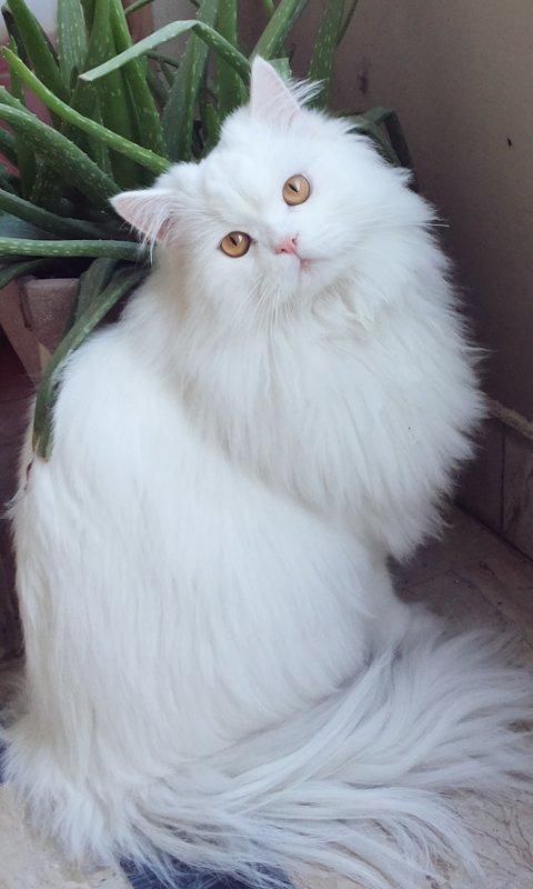 Metanoia100's tweet photo. Happy #Caturday 😊

#cats https://t.co/lODph5JKrY