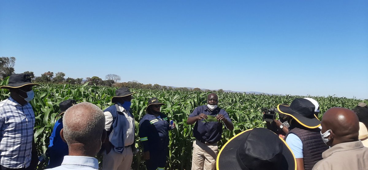 geryusuwaba's tweet photo. Day well spent. Field day in Mhangura, Robsdale farm Sisonke ag Fresh, Growing wheat, snap peas. Sugar beans, mbambaira and Passion fruit for export.  @tafadzwanyikad1
@MajuruZim @SeedCoGroup @MaryMliswa @basera_john https://t.co/yF2LOZRUJh