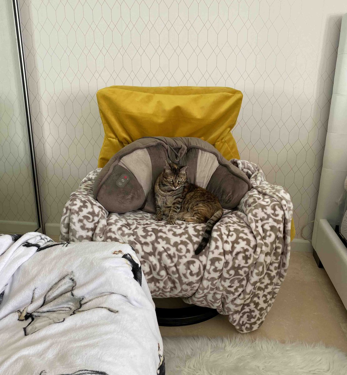 CatFriendlySofa's tweet photo. This cute cat lives in Portorico. In a few days he will receive his @CatFriendlySofa #catresistantsofacover #catproofchair #scratchingpostforchair https://t.co/CwRhDk3sOz