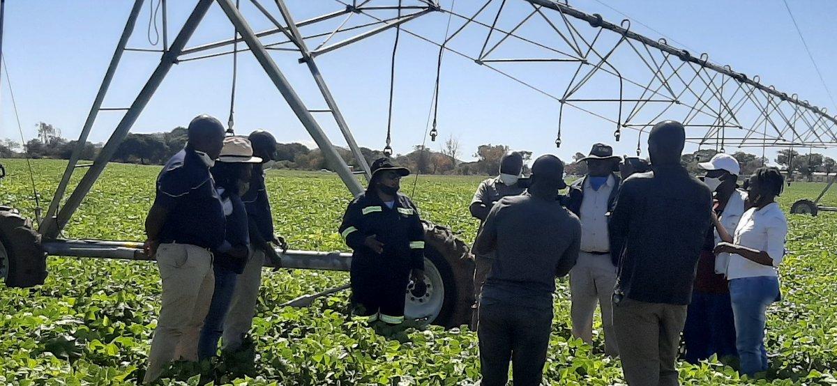 geryusuwaba's tweet photo. Day well spent. Field day in Mhangura, Robsdale farm Sisonke ag Fresh, Growing wheat, snap peas. Sugar beans, mbambaira and Passion fruit for export.  @tafadzwanyikad1
@MajuruZim @SeedCoGroup @MaryMliswa @basera_john https://t.co/yF2LOZRUJh