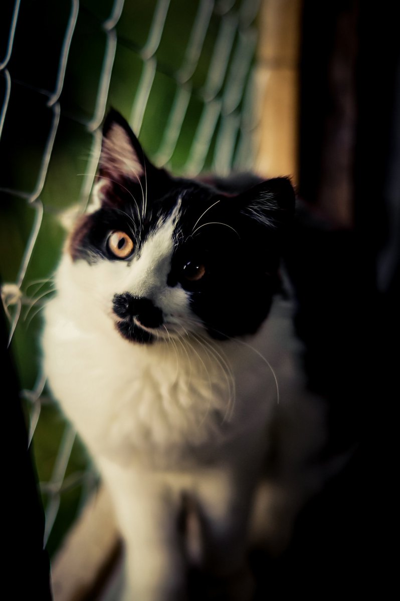 eri666y's tweet photo. Power Rangers hari ini.

#Kucing #cats #PhotoOfTheDay #photography #cat #CatsOfTwitter https://t.co/9VPaLRN81z