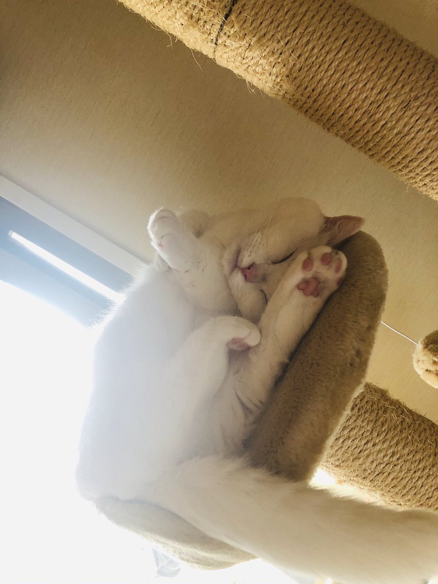 BtcSakura's tweet photo. 誰も相手にしてくれない夏。

＃愛しさと切なさと心強さ
＃愛しさと切なさと白猫 https://t.co/6AwAbfSPrD