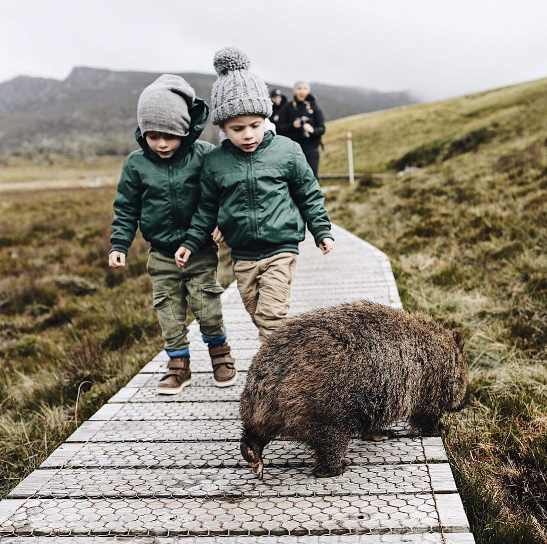 today_tasmania's tweet photo. What an amazing photo from the path just near Ronny Creek Car Park, at Cradle Mountain, thanks to Anitra Wells who says 🐻 When you have to share the path with the locals 🙄😍 https://t.co/xINZk875jM
