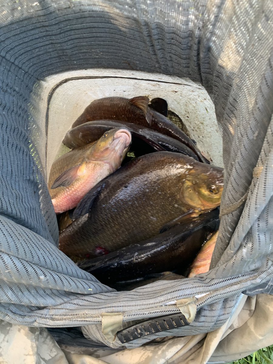 scotta2scott's tweet photo. Some big bream in the Smelliest net around.  #fishing #riverfishing https://t.co/zSNMdv6GjO