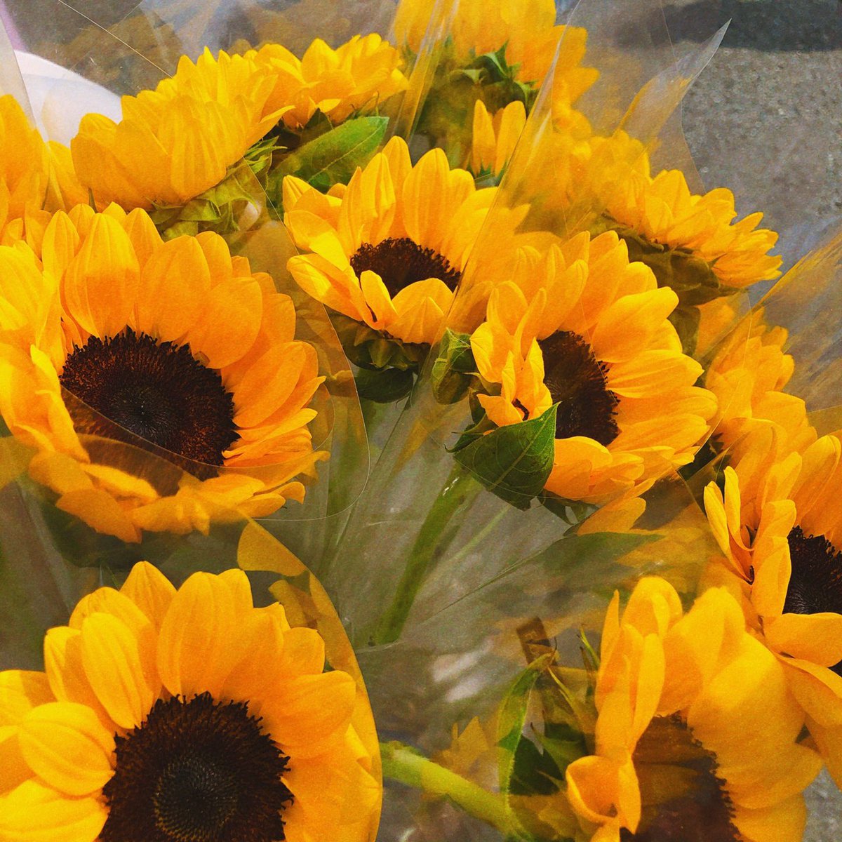 summertime_KDH's tweet photo. 🌻동랑단! 꽃 받아가세용🌻

오리지널 티켓 소지하신 동랑단 중 꽃 안 받아 가신 분 계시나요? 혹시 시간 되시나요? 

커피볶는 김대리에서 꽃 받아 가세요´･ᴗ･`

✔️대상 : 오리지널 티켓 소지하신 분
✔️나눔시간 : 17:30 - 19:30 https://t.co/a0DMxVFsO1