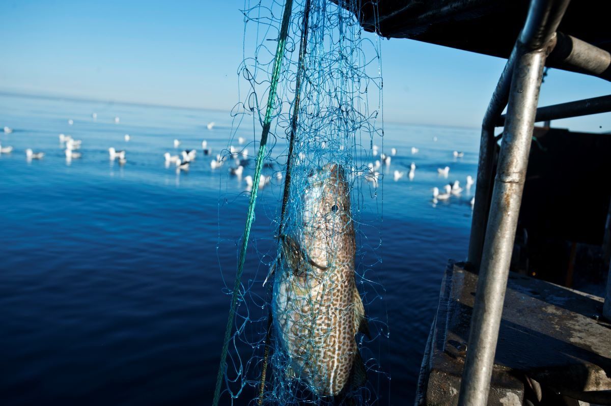 Stor andel fiskar hotade vid varmare temperaturer
– En ökning med 1,5 grader är redan en utmaning för vissa, och om vi låter den globala uppvärmningen fortsätta kan det bli mycket värre.
buff.ly/2O5d4nr