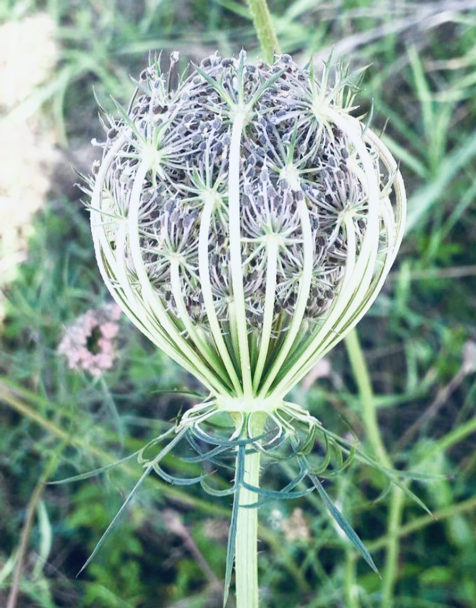 NewForestSussed's tweet photo. Under thunderous skies, enormous and beautiful wild carrot at @PennInf. Flowers beg for creative art! A school mini meadow which entered its poppy phase during lockdown. Seeded last year. Not a ‘wild’ meadow but still a meadow for#NationalMeadowsDay @LymoTweetUp @jackdaviesld https://t.co/mCSgurT0Eb