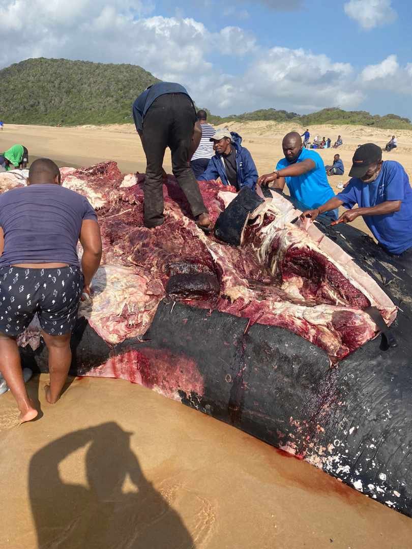 veli_mthiyane's tweet photo. @ukhozi_fm @Zimiphib1 #Sigiyangengoma #UKHOZIfm60 #sibambithambo
Wothi ma uya ekhaya udlule ngapha ngasembonambi uphathe ibhakede kade sixebula kugcwele ama frigde https://t.co/VNedgQKtPo