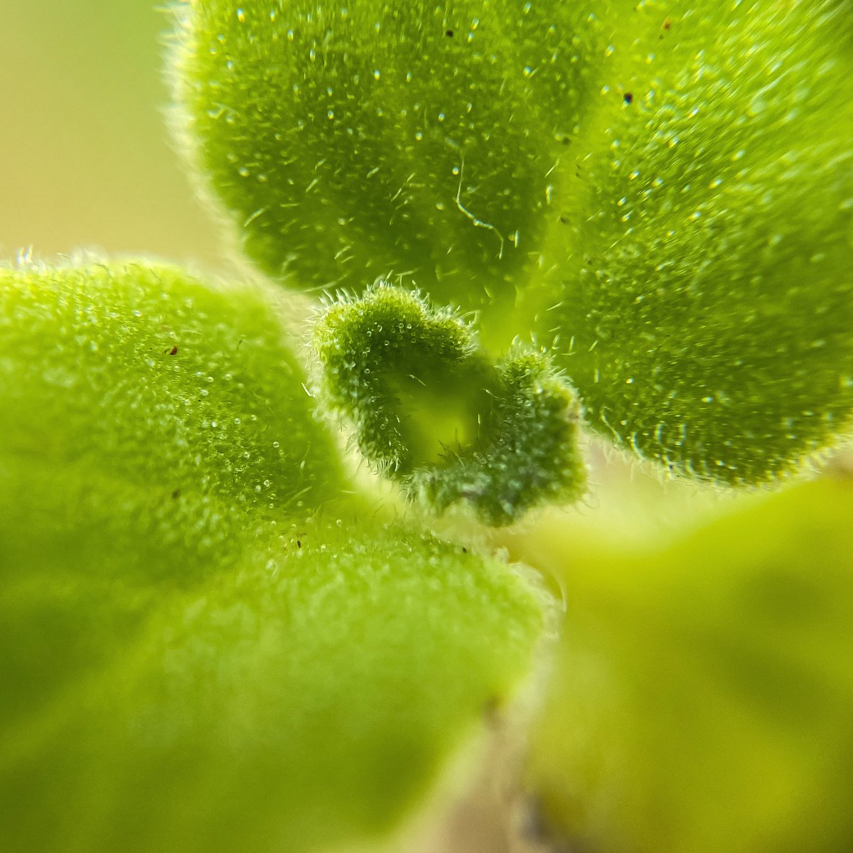 Gokukrishjo's tweet photo. Mexican Mint... 

#mexicanmint #macrophotography #shotoniphone #mobilephotography #green #plants #nature #tree #chennai #lovefornature https://t.co/aSjzJJHtdH