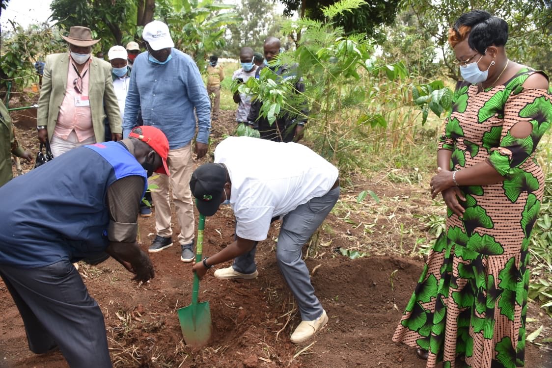 mofarmfresh's tweet photo. We recently distributed avocado tree seedlings led by our CEO. We are committed to sustainable growth of the avocado industry in Kenya. https://t.co/5rpAvLpBsn