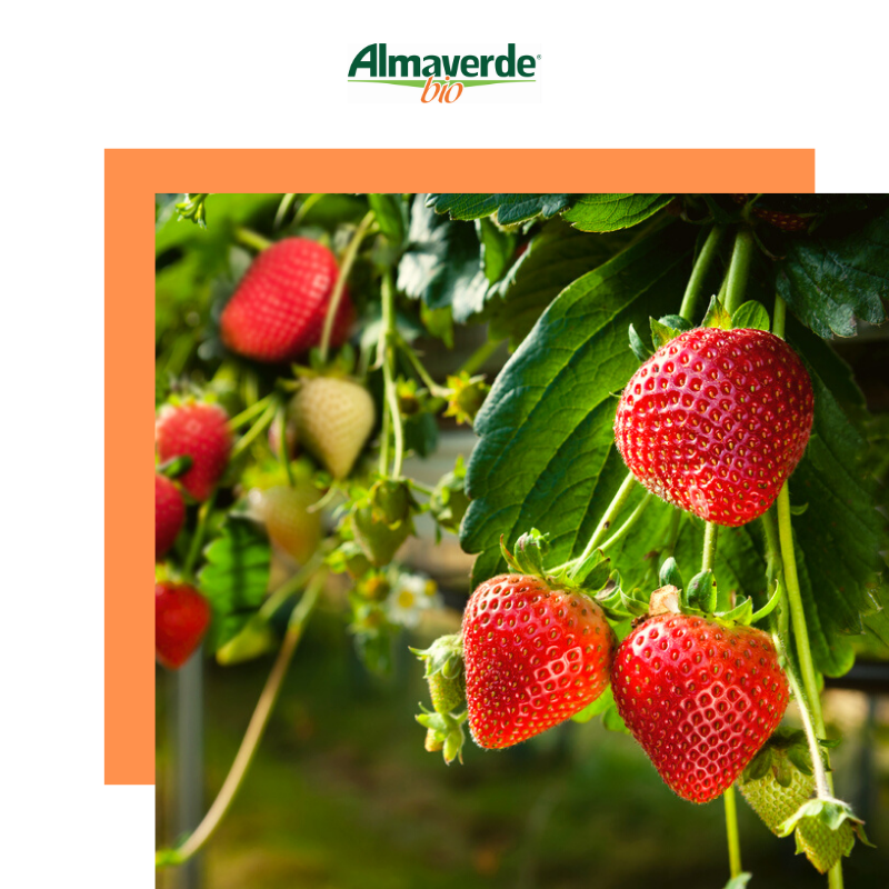 AlmaverdeB's tweet photo. Dalla nostra #terra a volte nascono dei piccoli e squisiti capolavori. Per questo è importante salvaguardarla scegliendo la via del #biologico! 🍓 https://t.co/hAchHRtylC