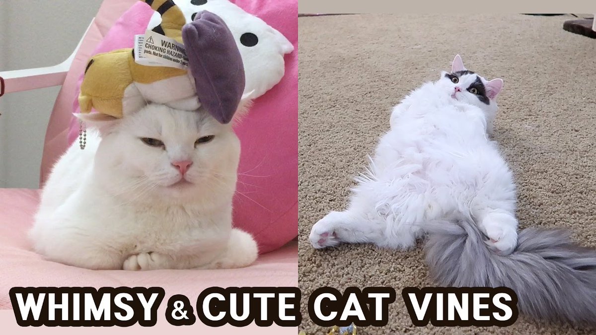 MeowMoeDotCom's tweet photo. WHIMSY AND CUTE #Cats VINES
#Cats #Cat #Kittens #Kitten #Kitty #Pets #Pet #Meow #Moe #CuteCats #CuteCat #CuteKittens #CuteKitten #MeowMoe #ねこ #Cat #ChoBee #CuteCats #CuteCatsVideos #CuteKittensVideos #CuteKittiesVideos
https://t.co/jE3XlgvTkt https://t.co/MpgOgrcqUa