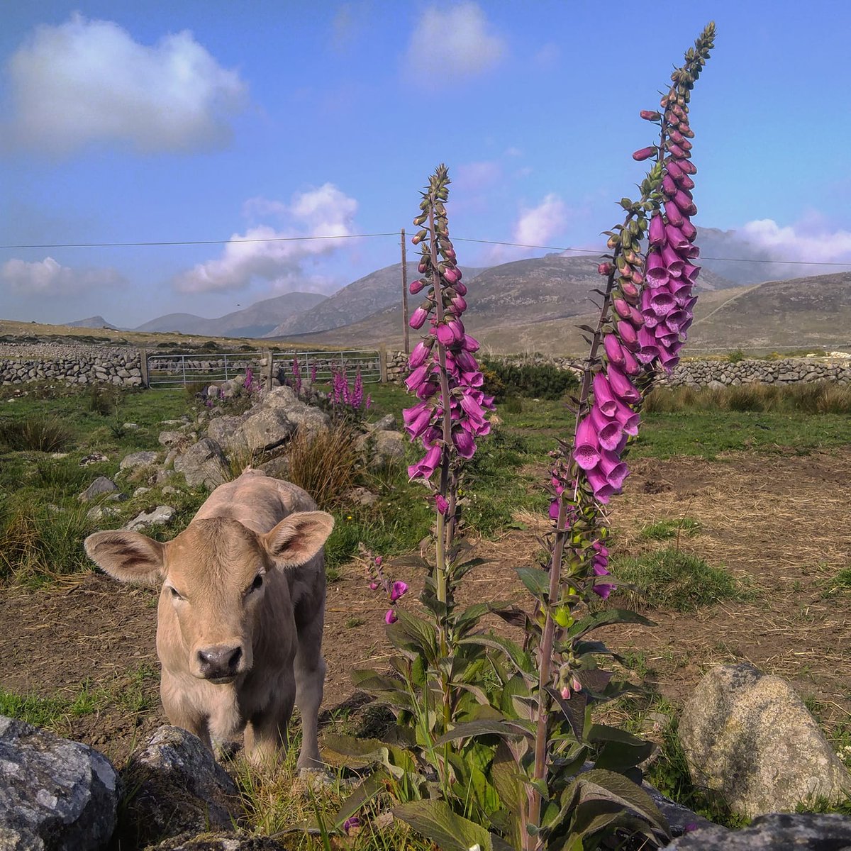 Beautiful Mourne Mountains, Co Down, N  #Ireland. Mournes are made up of 12 mountains with 15 peaks & include the famous Mourne wall (keeps sheep & cattle out of reservoir)! Area of Outstanding Natural Beauty. Partly  @NationalTrustNI. Daniel Mcevoy (with lovely cat!)  #caturday