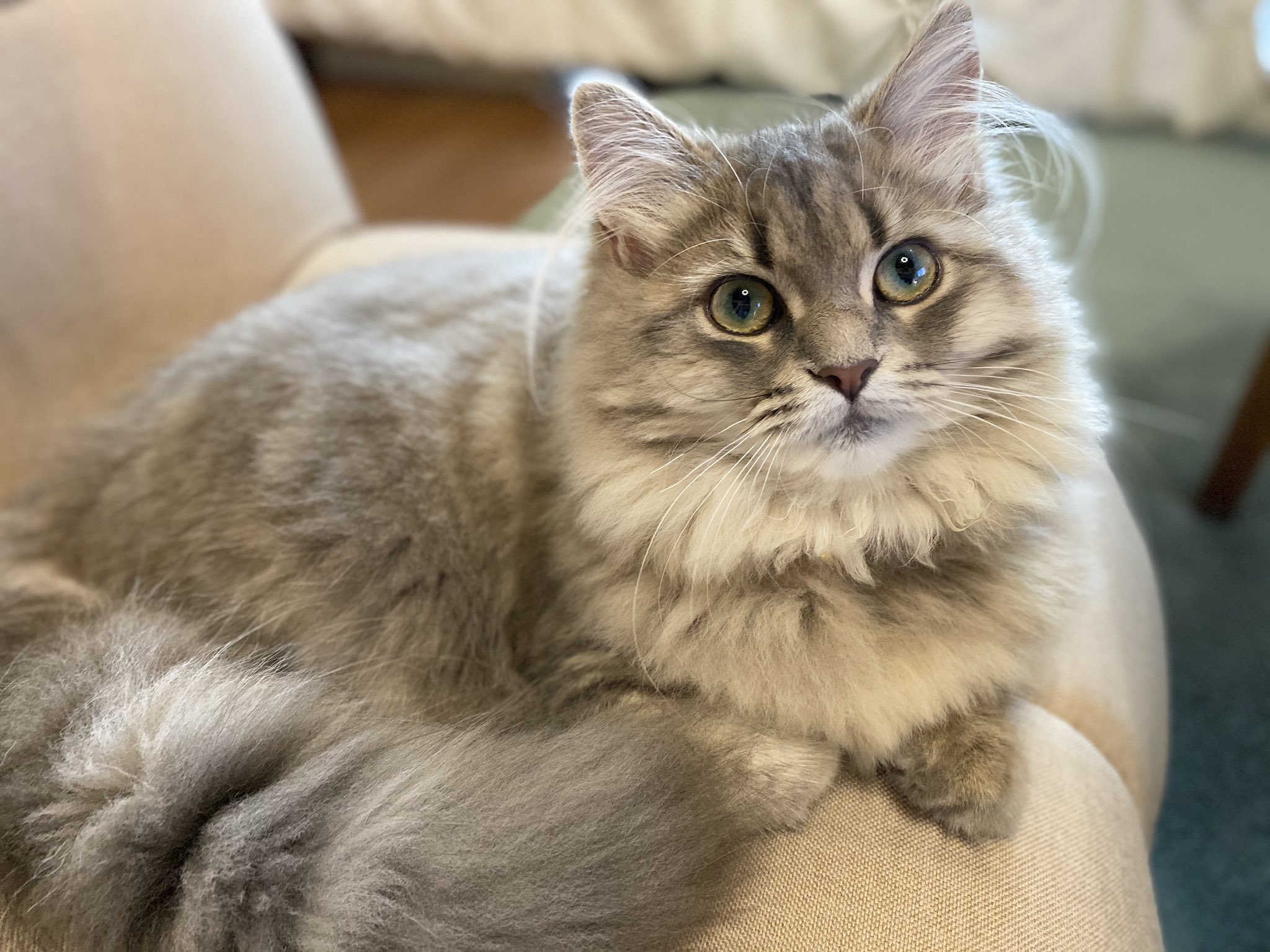 Twitter 上的 リリィ サイベリアン トイレ行ってる間に取られたけどかわいいから許す 猫 猫のいる暮らし サイベリアン T Co 3adnqjup3q Twitter