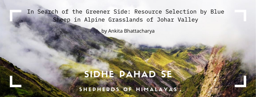 shepherdsofhim's tweet photo. The second article in the series #SidhePahadSe is by @AnkitaBhattac from @wiiofficial1  titled “In Search of the Greener Side: Resource Selection by #BlueSheep in Alpine Grasslands of Johar Valley” @footloose_nil @wildwithwolves 

Explore full article on: https://t.co/Ydgt3CxgfO https://t.co/L6x9ZxHDDa