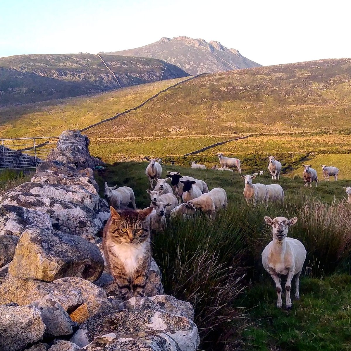 Beautiful Mourne Mountains, Co Down, N  #Ireland. Mournes are made up of 12 mountains with 15 peaks & include the famous Mourne wall (keeps sheep & cattle out of reservoir)! Area of Outstanding Natural Beauty. Partly  @NationalTrustNI. Daniel Mcevoy (with lovely cat!)  #caturday