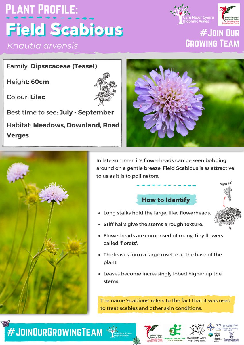 BiophilicWales's tweet photo. We’ve made some plant profiles for your #JoinOurGrowingTeam species, so you can get to know your wildflowers a little better.
Here’s our #JoinOurGrowingTeam profile of Field Scabious, one of the prettiest flowers of late summer. https://t.co/kh1wSq6Amr