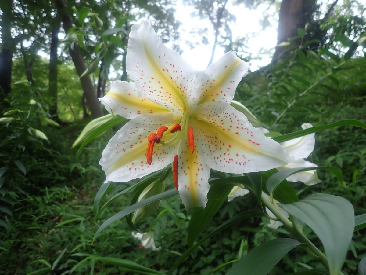 六義園 V Twitter 百合の王様 ヤマユリ が咲いています 荘厳 の花言葉の通りで立派な花 は マスクをしていても周囲に芳香を放っています 日本原産の百合ですが オリエンタルハイブリット系 のユリの親として世界中で人気です 六義園 百合 Lilium