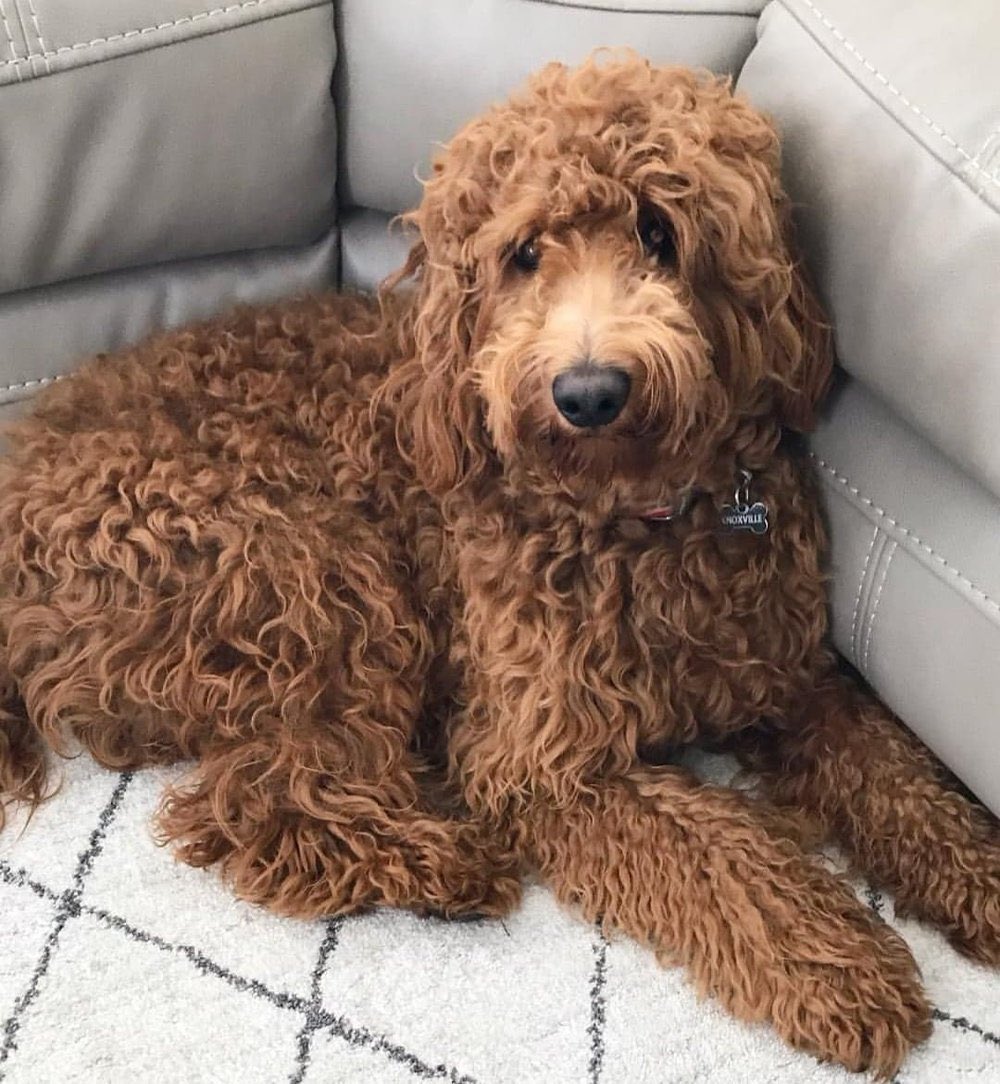 Been made redundant again from an industry I have given too much of myself to over the years. As Michelle Obama puts it, it’s time for a SWERVE. What next? Certainly not theatre &amp; not London. But first a puppy - looking for a goldendoodle, hook me up with quality breeders y’all.