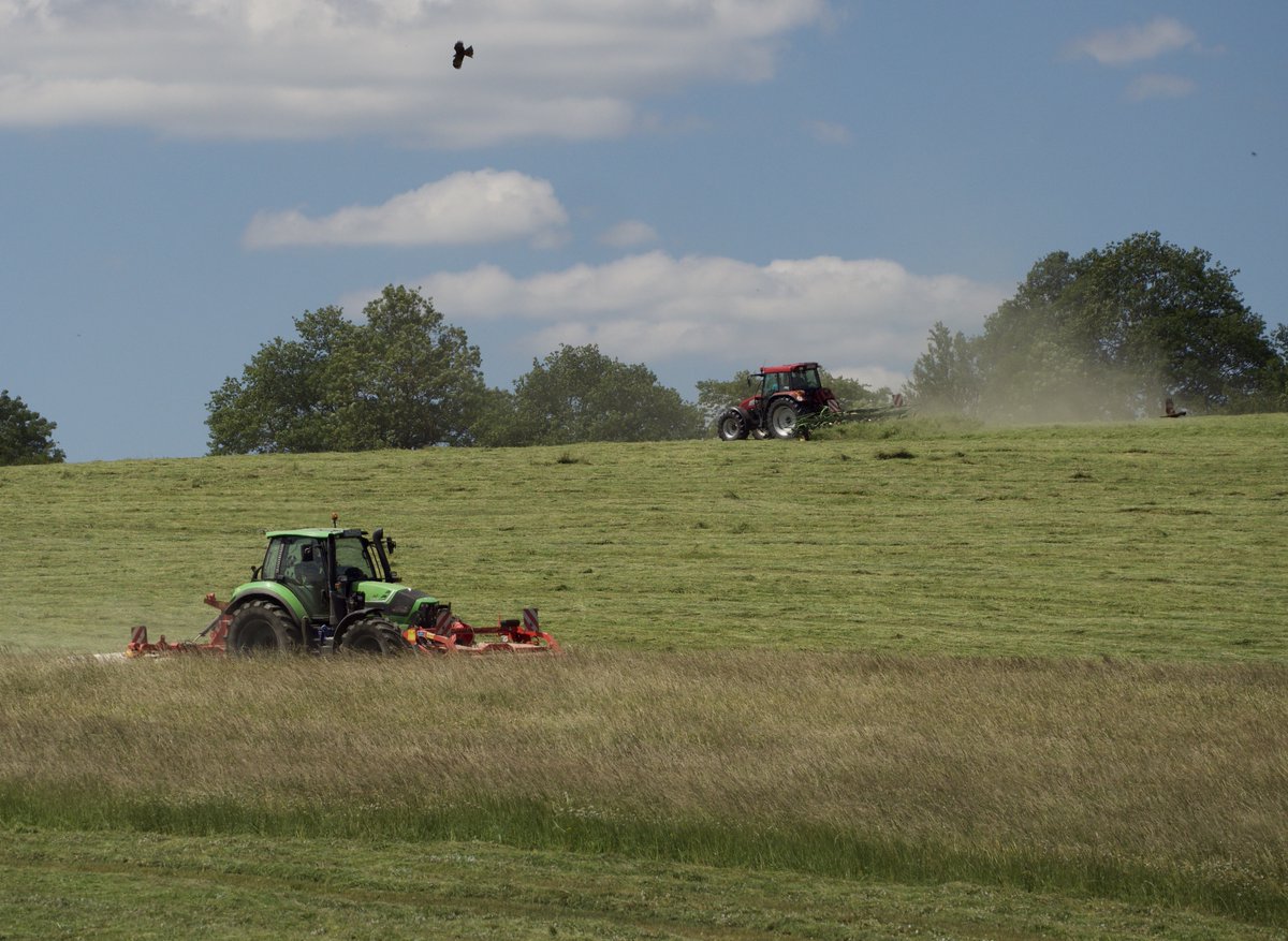 Watching a wildlife drama unfold on a German meadow recently really brought home the devastating impact that modern mowing techniques have on grassland biodiversity (photo thread)  #NationalMeadowsDay  @Exploratories