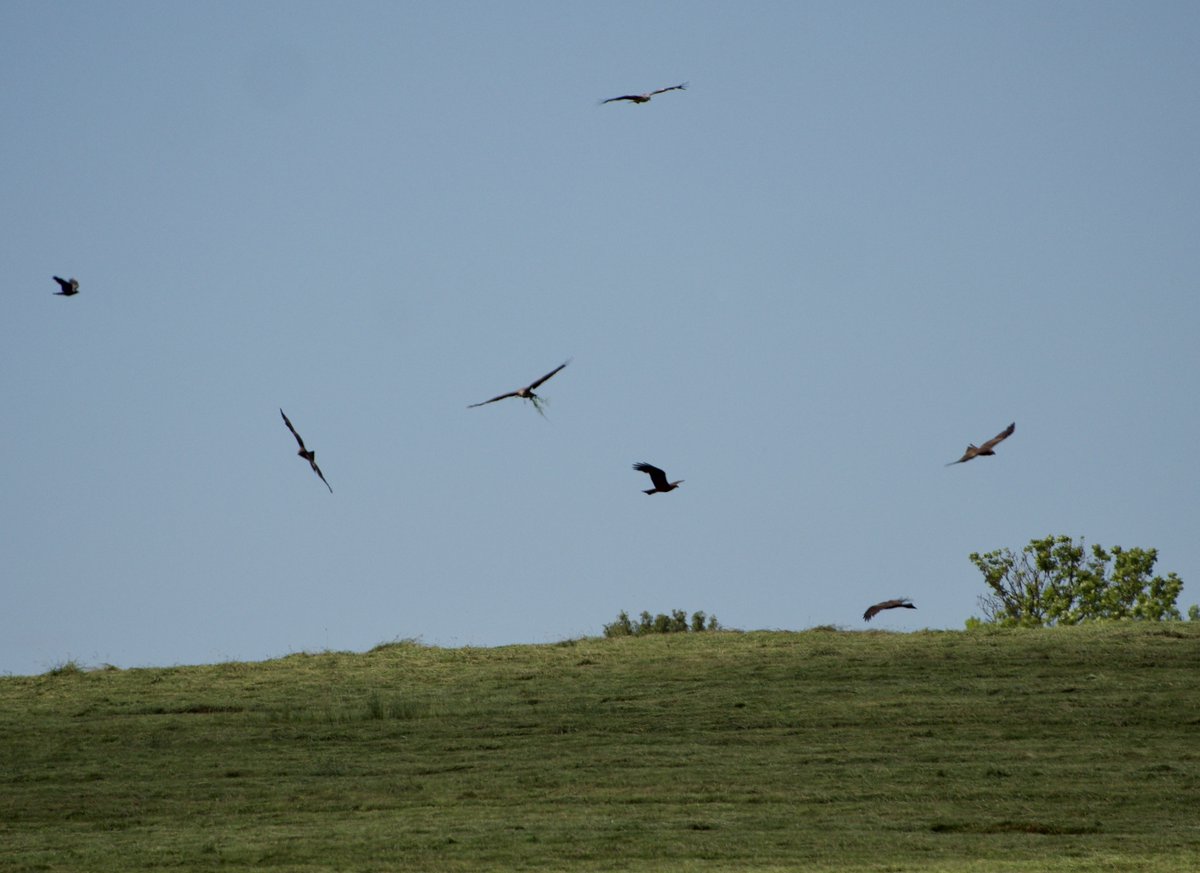 A large crowd of kites, buzzards, crows and magpies had gathered to feed from the carnage below