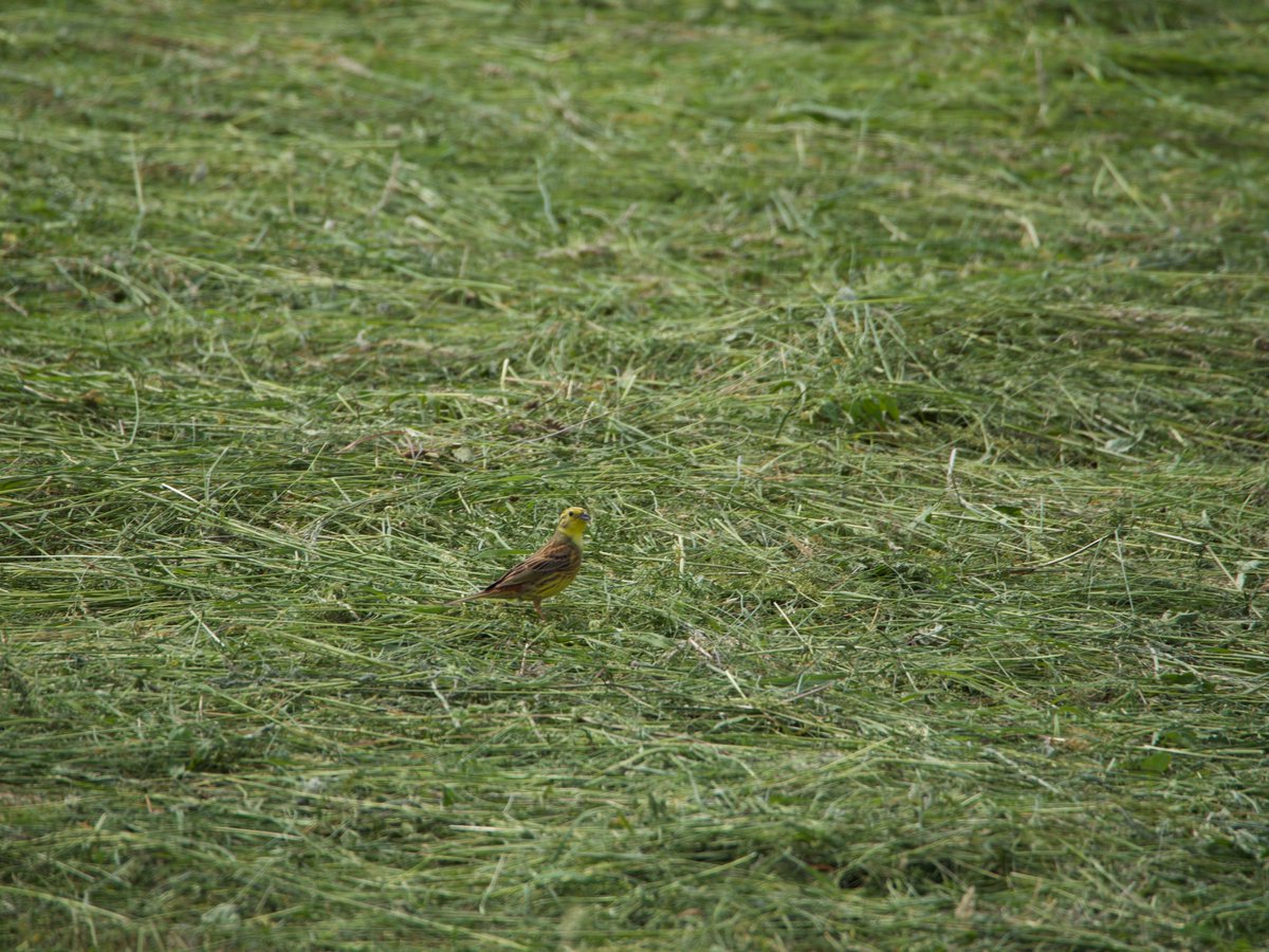 Above the field a skylark sang, likely over its destroyed nest, while yellowhammers fed on the cut grass and a kestrel hovered over the edge of the remaining patch, no doubt also on the lookout for refugees