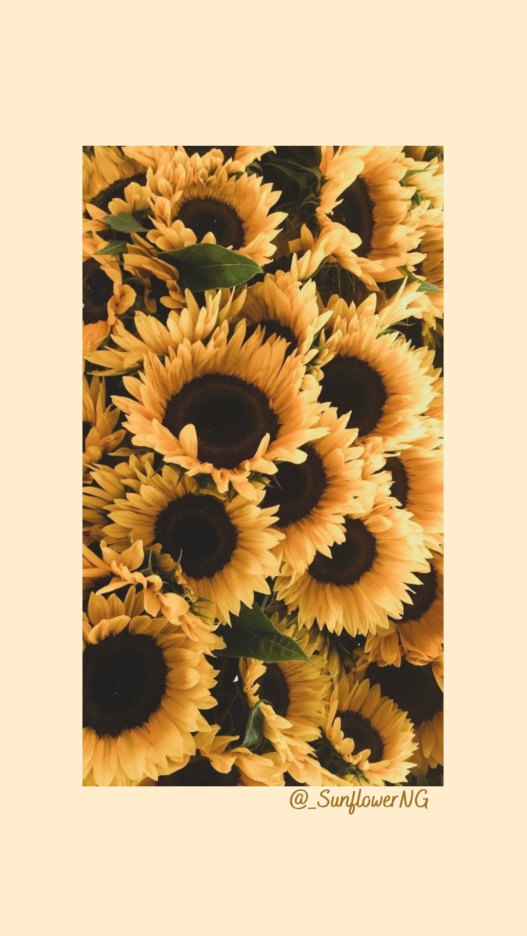 Cute Sunflower Background Images HD Pictures and Wallpaper For Free  Download  Pngtree