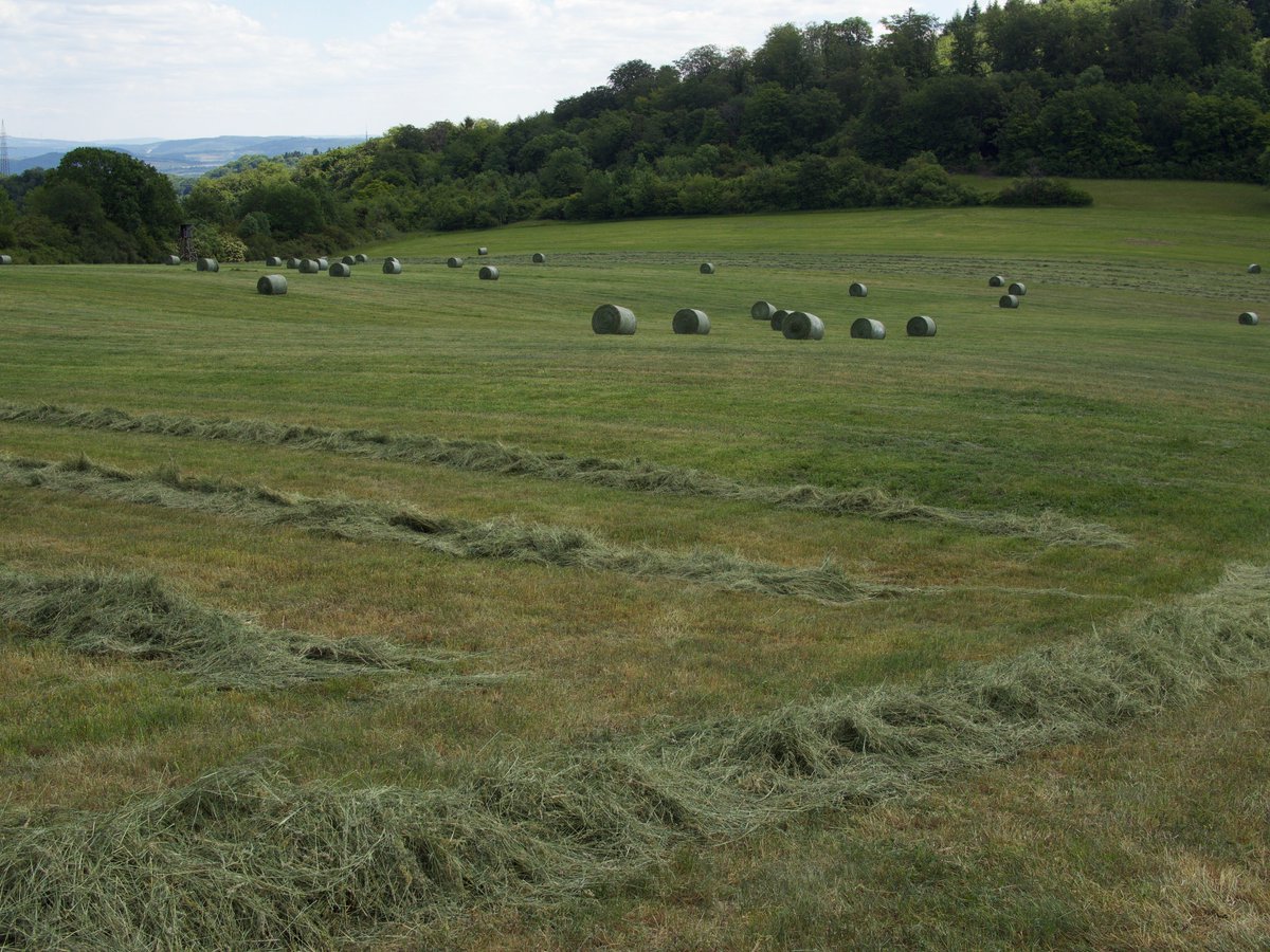 While all the scavengers will have fed well that day soon the field would be bare like this neighbouring one- a fast food feast the short term, but less for all in the long term