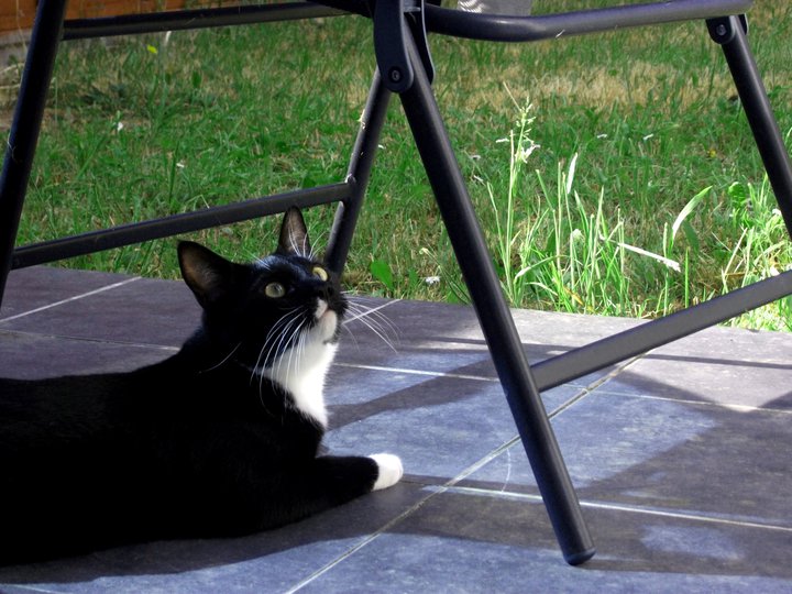 BKOH4062's tweet photo. This cutie absolutely melts me.
Such an invigorating character and beyond beautiful to say the least. He is so spoiled it is unreal but I wouldn't have him any other way. 10 years smitten.
#Caturday
#CatMom
#JaniBear
#FurBaby
#Spudface
#IrishKitty
#GreenEyes
๐พ๐บ๐พ https://t.co/S8Na0hPmS9
