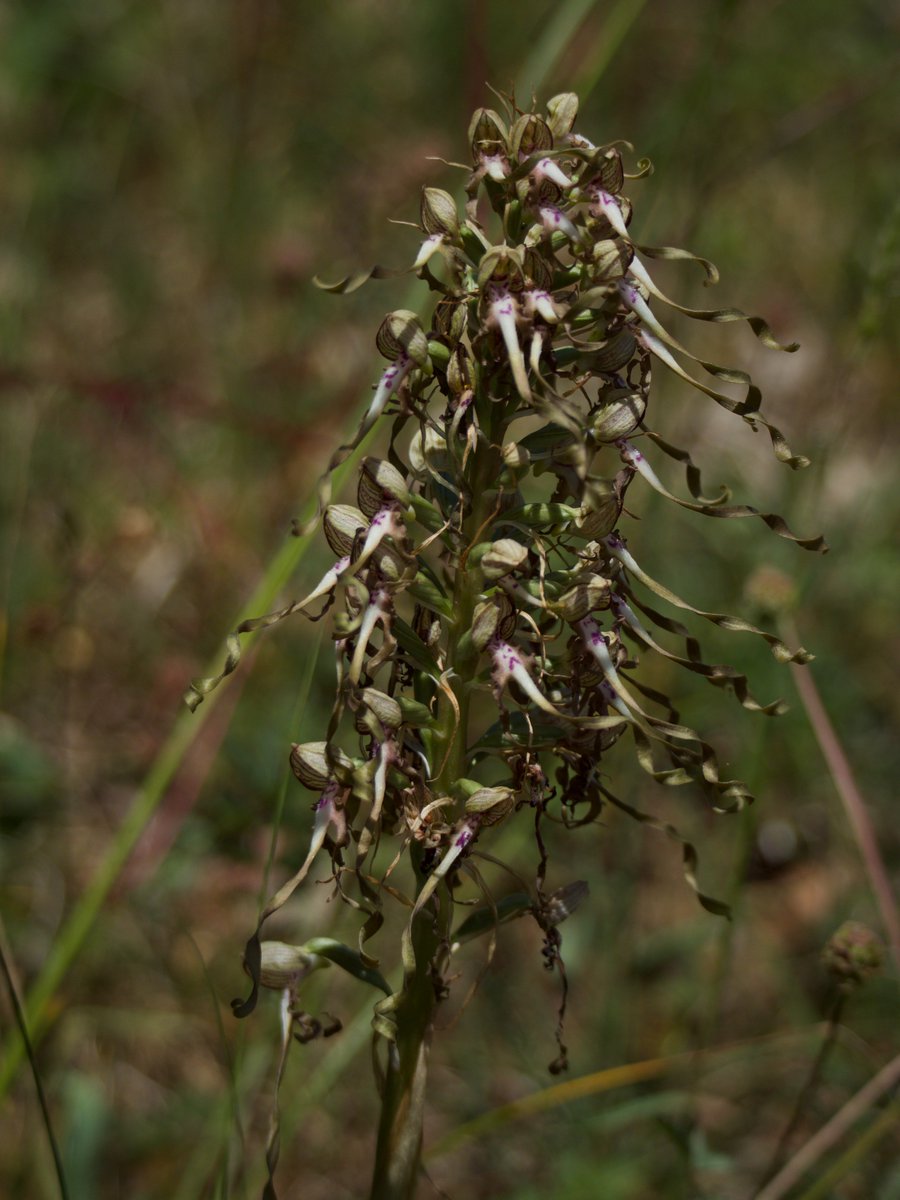 Close-by beautiful orchids were growing in a nature reserve not subject to such mowing. Frequent mowing and fertilisation not only harms wildlife but also greatly reduces grassland plant diversity meaning that such species are now a very rare sight
