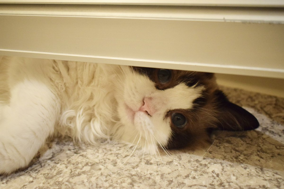 滑子原なめ子 目クソがあっても鼻クソがあっても なめちゃんは世界一可愛い猫なのであった