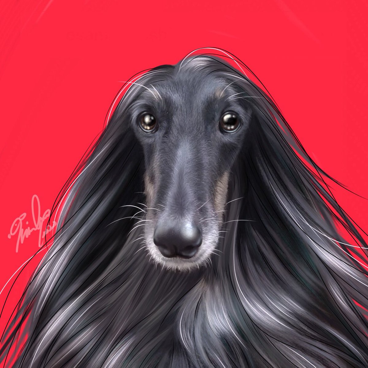 Winculum うぃんくるむ アフガンハウンドイラスト アフガンハウンド Afghanhound サイトハウンド Sighthound 大型犬 デジタルイラスト 厚塗り 毛 Hare 黒犬 ペット肖像画 イラストオーダー 犬イラスト Dogillustration Art Winculum