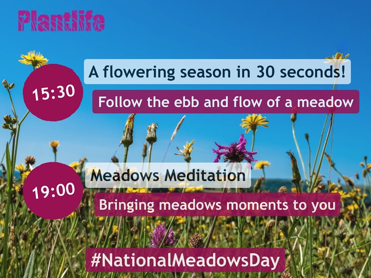It's #NationalMeadowsDay ! Throughout the day we'll be bringing you the sights and sounds of this wonderful habitat @Love_plants @nature_scot @CNPnature @ScotLINK @ScotWildlife @ForthNatureScot @dunnjons