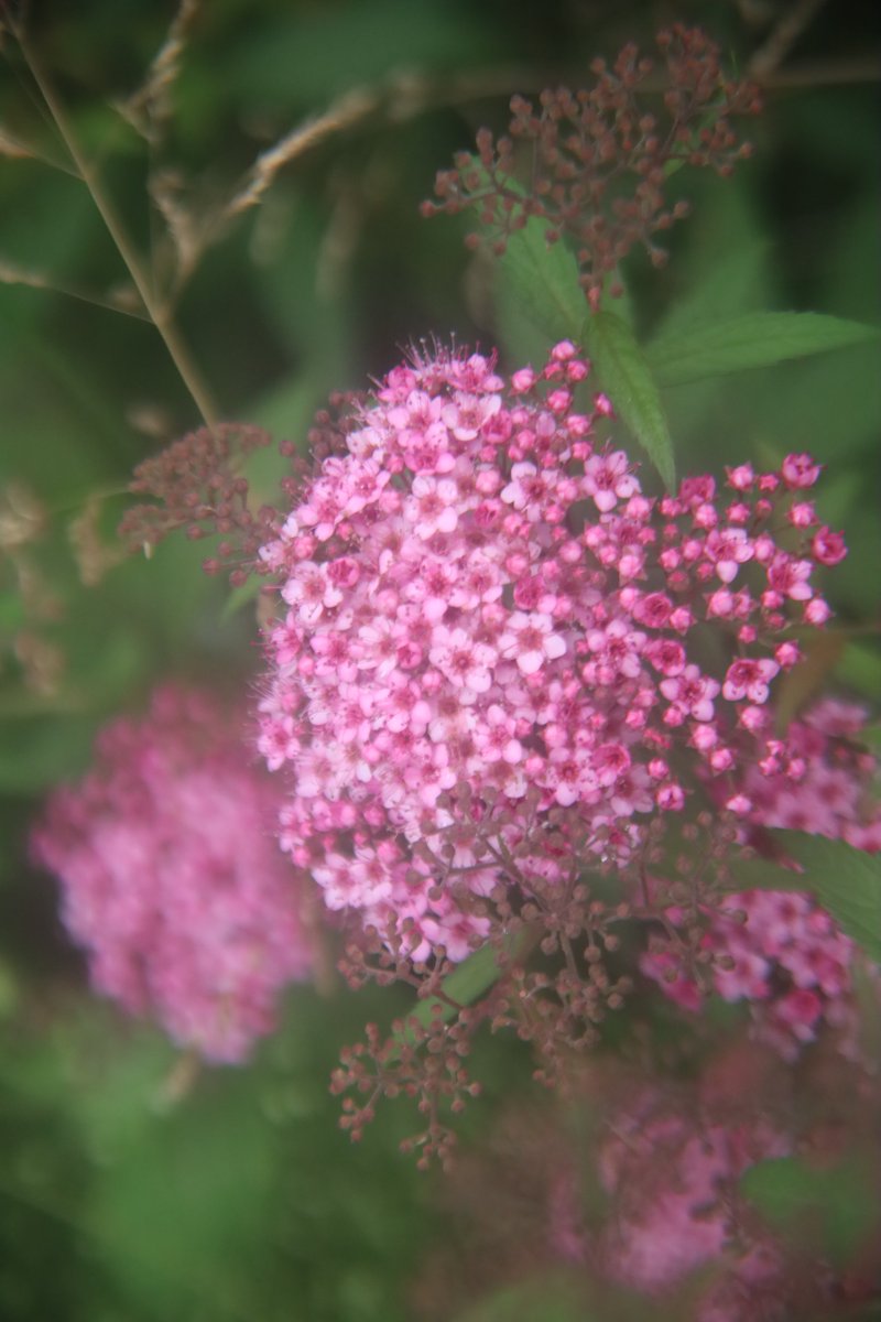 gontanokoneroku's tweet photo. Japanese Spiraea ☺️ https://t.co/XlBrUkBNcH