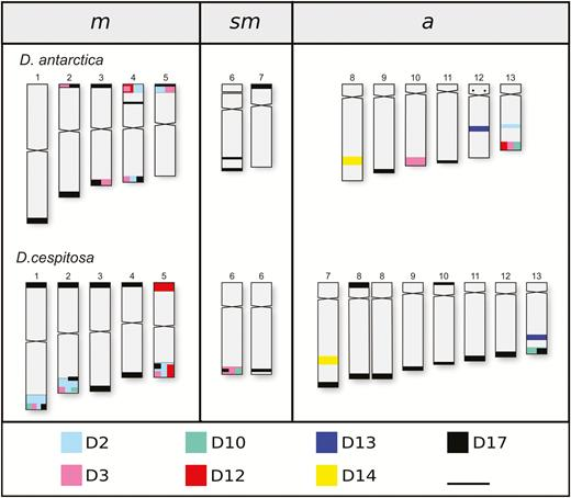BotJLinnSoc's tweet photo. Genomic differentiation in #Deschampsia (#Poaceae) based on satellite #DNA. González et al. #Antarctic #grasses #karyotypes #satelliteDNA #NextGenerationSequencing #Argentina https://t.co/DtRwMh7ajg https://t.co/8vqRawCfMl
