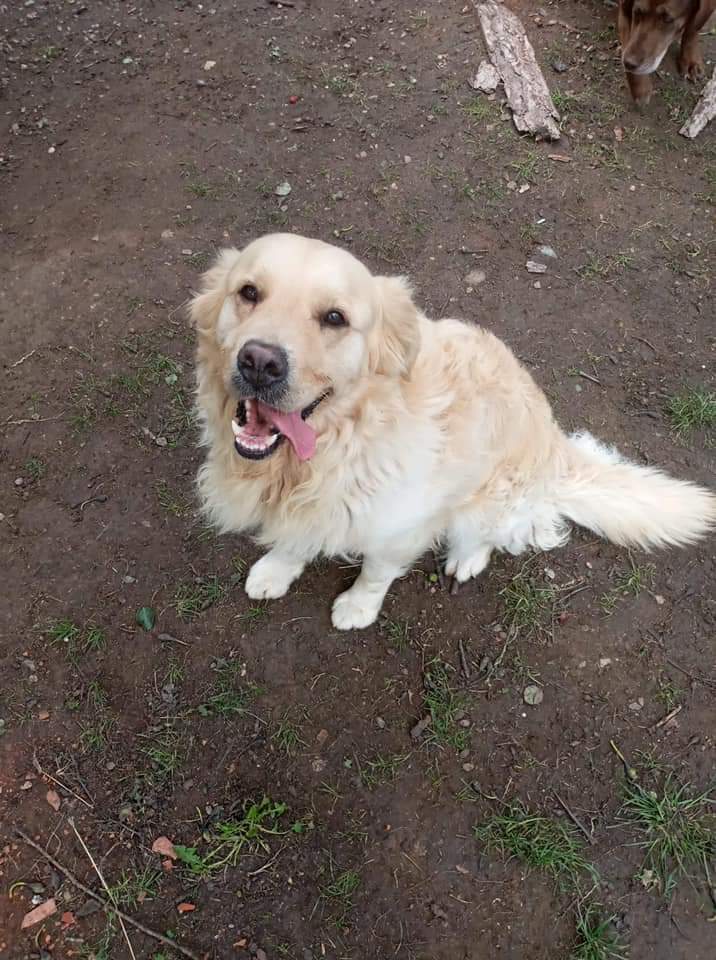 second chance goldens