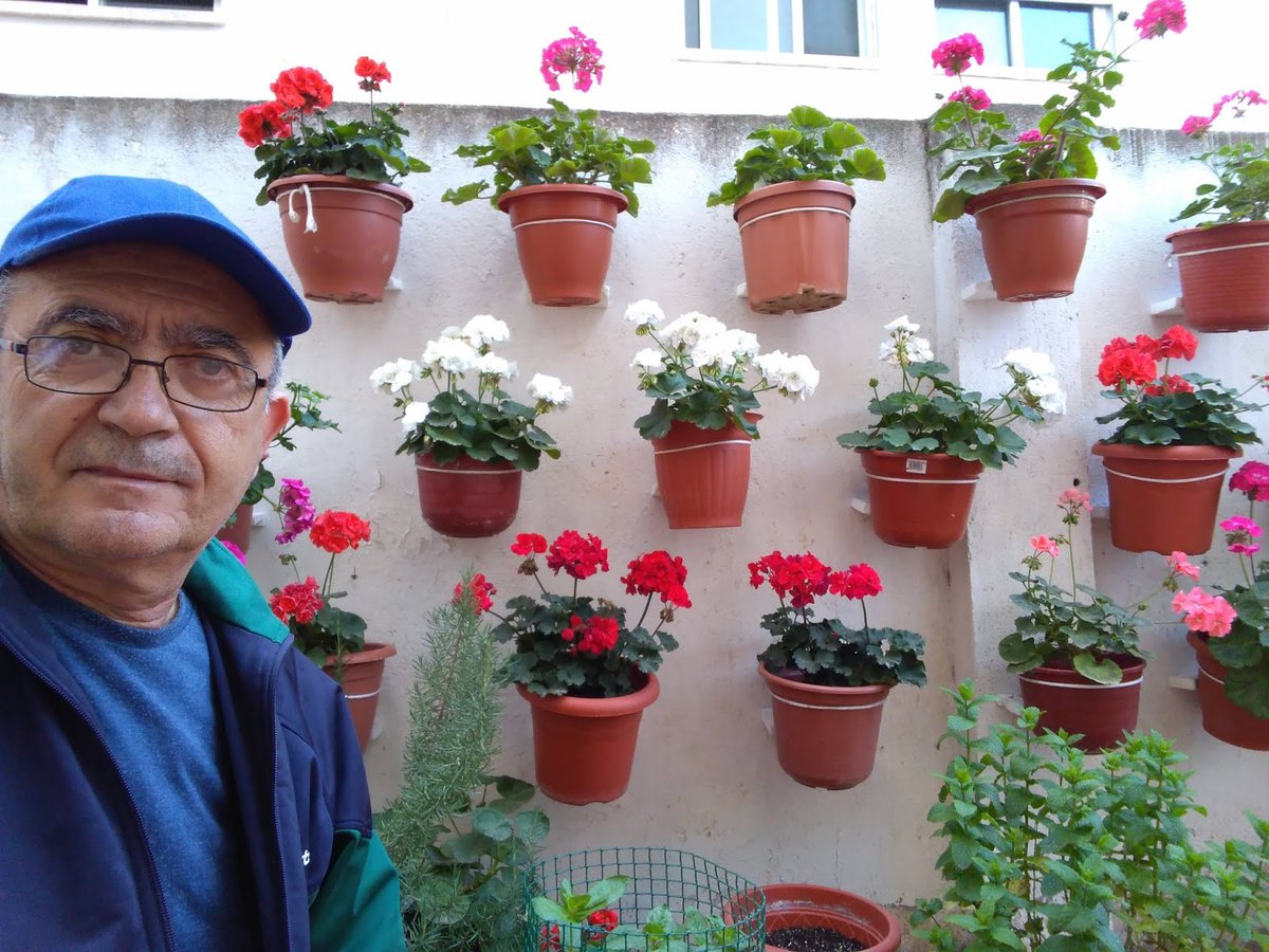 huertodeQuiquet's tweet photo. Huerto Casero de Quiquet: Geranios del huerto casero de Quiquet https://t.co/ACE8NbIIgu #geranios #huertocasero #graodecastellón #flores #macetascolgadas #Pelargonio #Malvón #gitanillas #macetas #colores #garden #gernium #天竺葵 #الجيرانيوم #ゼラニウム https://t.co/HujHtiGKen