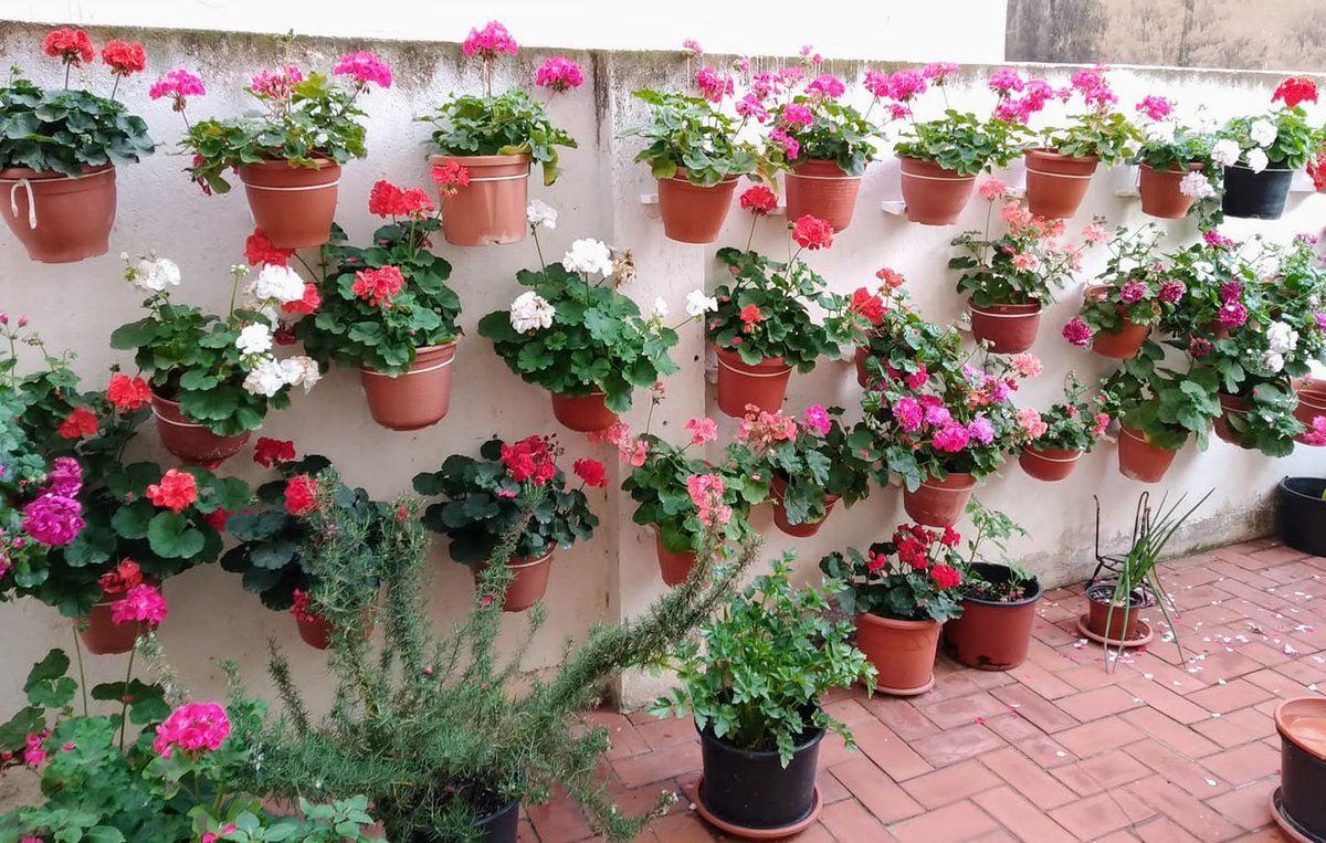 huertodeQuiquet's tweet photo. Huerto Casero de Quiquet: Geranios del huerto casero de Quiquet https://t.co/ACE8NbIIgu #geranios #huertocasero #graodecastellón #flores #macetascolgadas #Pelargonio #Malvón #gitanillas #macetas #colores #garden #gernium #天竺葵 #الجيرانيوم #ゼラニウム https://t.co/HujHtiGKen