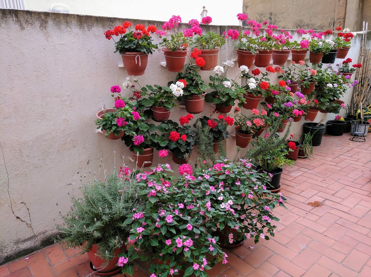 huertodeQuiquet's tweet photo. Huerto Casero de Quiquet: Geranios del huerto casero de Quiquet https://t.co/ACE8NbIIgu #geranios #huertocasero #graodecastellón #flores #macetascolgadas #Pelargonio #Malvón #gitanillas #macetas #colores #garden #gernium #天竺葵 #الجيرانيوم #ゼラニウム https://t.co/HujHtiGKen