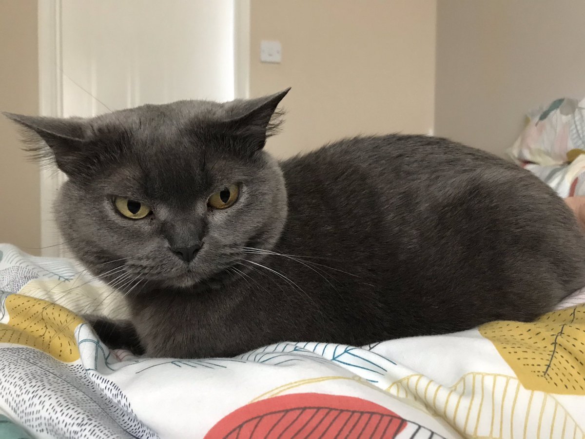 Good morning! I’ve already been in the bed this morning for cuddles! Happy #Caturday
