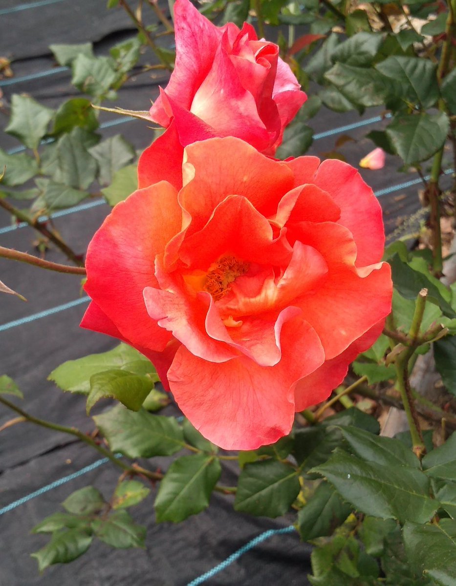 D H 薔薇 プリンセスミチコ 見事なオレンジ色 日本では最も有名な 品種の1つですね 植物 自然 花 華 プリンセスミチコ 写真 薔薇