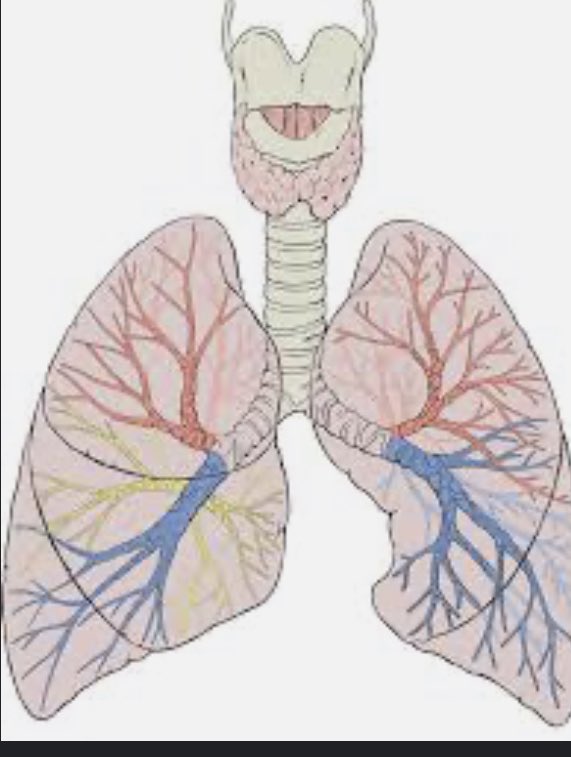 3/ Pneumonia is commonly called ARI ( acute respiratory illness) and classified into no, mild or severe pneumonia. For our study we decided to study mild pneumonia.