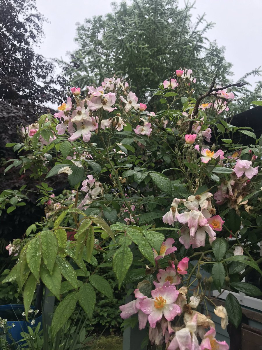 PermaGoddess's tweet photo. Good Morning from a rainy Bealtaine Cottage! https://t.co/ISdrBcesHd