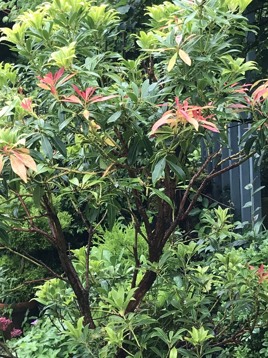 Good Morning from a rainy Bealtaine Cottage!