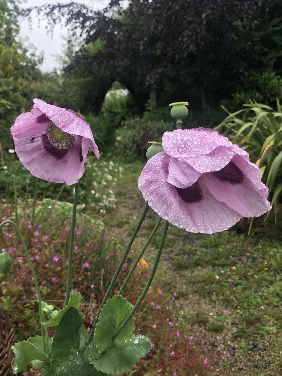 PermaGoddess's tweet photo. Good Morning from a rainy Bealtaine Cottage! https://t.co/ISdrBcesHd